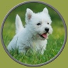 dogs pictures to win for kids - no ads free personal ads pictures 