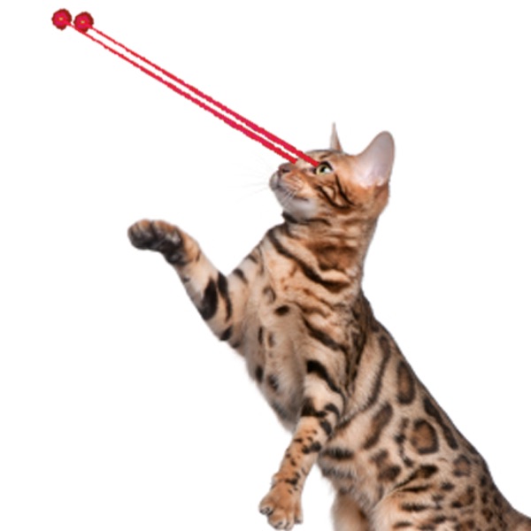 Laser Cats App (APK) Review & Download Link For Android & iOS