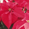 Poinsettia Care Tips