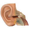 Human Ear 3D