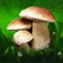 Mushrooms: Great Encyclopedia of Fungi