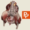 Female Pelvis: 3D Real-time Human Anatomy - Subscription pictures female human anatomy 