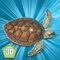 Sea Turtle Simulator ...