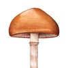 Mushroom Guide - North America north american mushroom gravy 