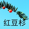 红豆杉