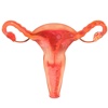 Female Reproductive System 3D