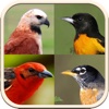 Non-Passerine Bird Guide with Bird Image Quiz and Facts
