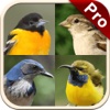 Perching Birds PRO: SMART guide to beautiful Singing Birds with Games & Puzzles birds 
