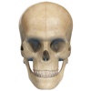 Human Skull 3D