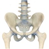 Human Pelvis 3D