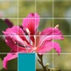 Orchids Sliding Jigsaw