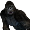 Gorilla 3D