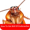 How To Get Rid Of Cockroaches
