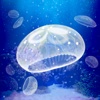 Jellyfish Aquarium Free