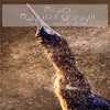 البراري العربية