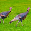 Turkey Hunter: Big Game Trophy Hunting Adventure