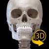 Skeletal System - 3D Atlas of Anatomy - Bones of the human skeleton