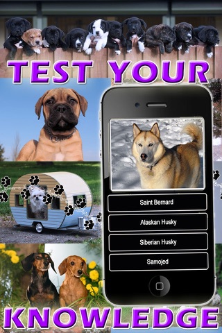 Скриншот из Ace Dog Breed Trivia - Free Fun Animal Quiz