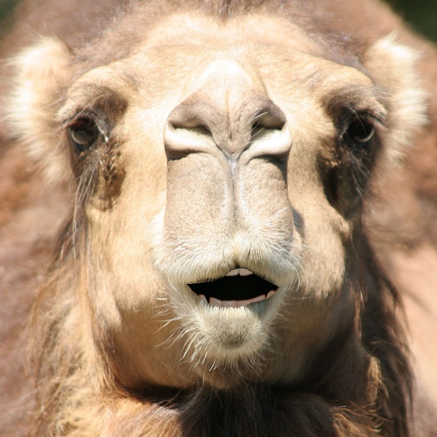 Talking Camel on the App Store