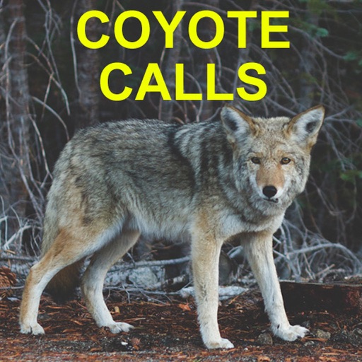 coyote sound