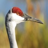 Crane Bird Sound Effects - High Quality Bird Calls of a Big Bird diving bird crossword 