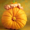 Pumpkin Wallpapers HD| Quotes with Art Pictures pumpkin clip art 