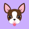 Animated Chocolate Boston Terrier Stickers