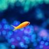 Nano Fish fish aquariums 